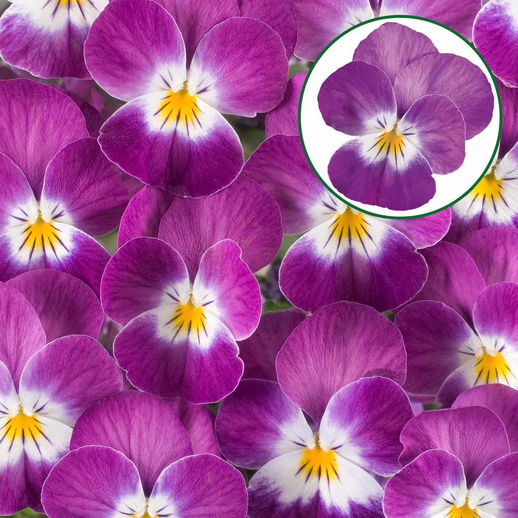[668S1808V] Viola P9 kleinbloemig Purple rose whit face