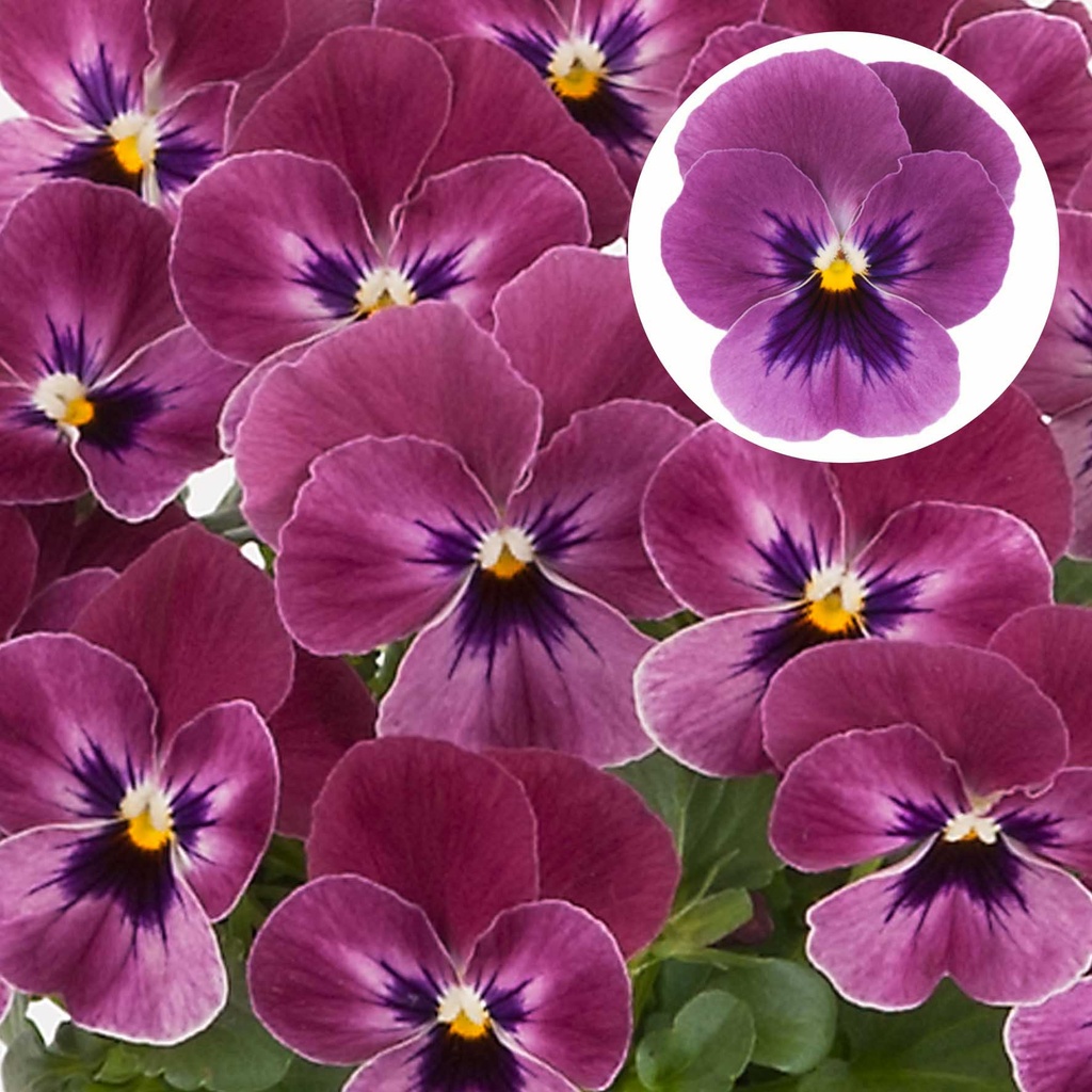 [668S2135V] Viola P9 kleinbloemig Raspberry