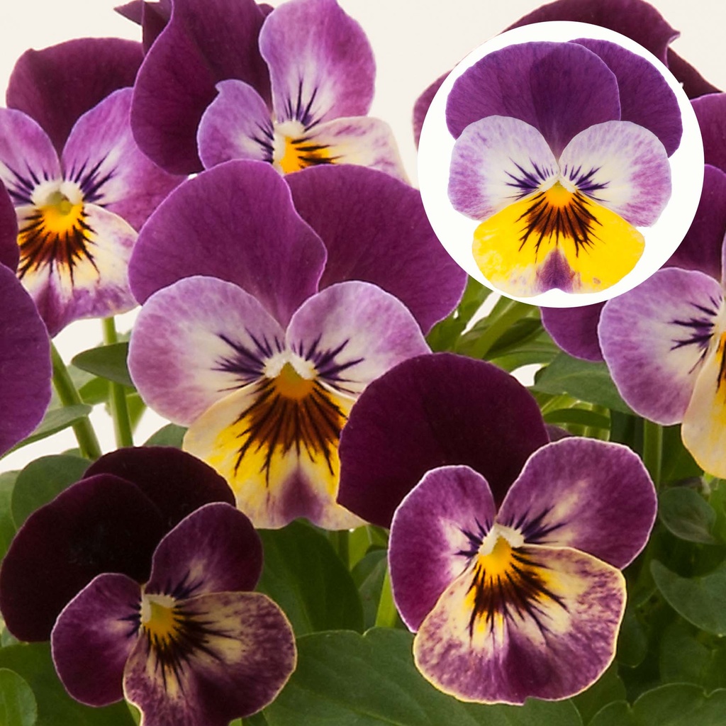 [668S2653V] Viola P9 kleinbloemig Raspberry joker