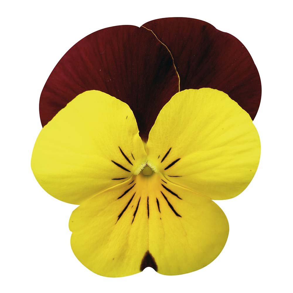 [668S1982V] Viola P9 kleinbloemig Red yellow face