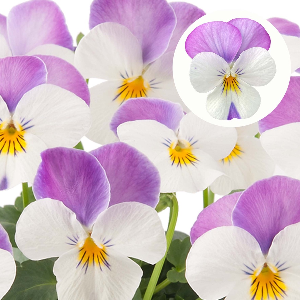 [668S3175V] Viola P9 kleinbloemig Rose Wing