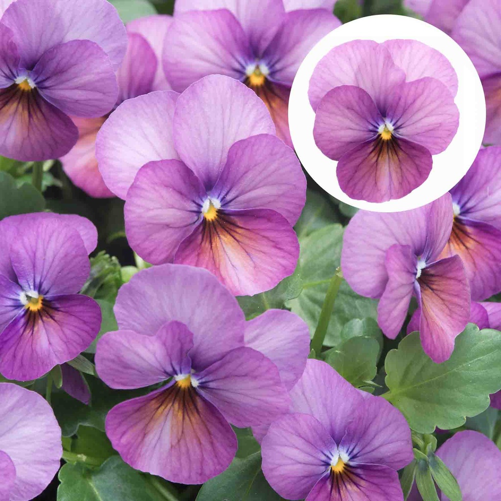 [668S2823V] Viola P9 kleinbloemig Rose antique