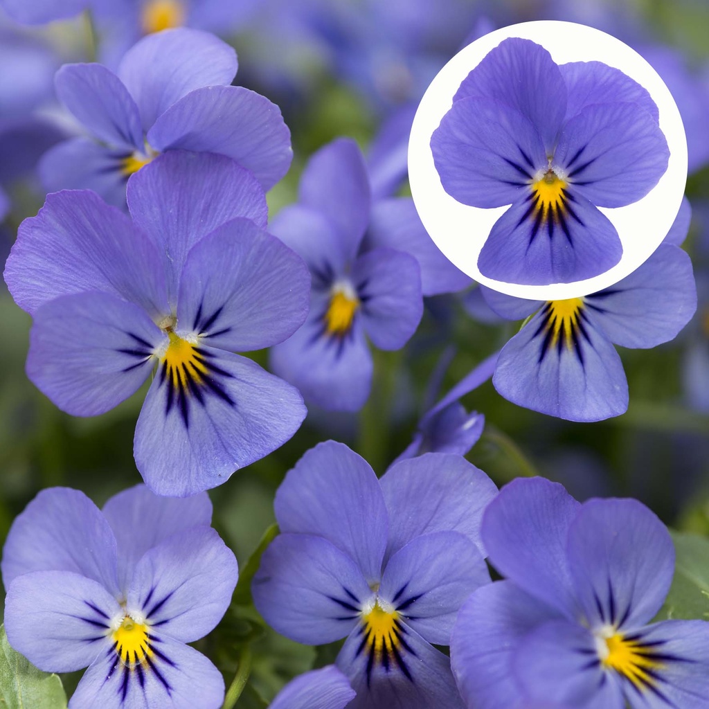 [668S1167V] Viola P9 kleinbloemig Sky bleu