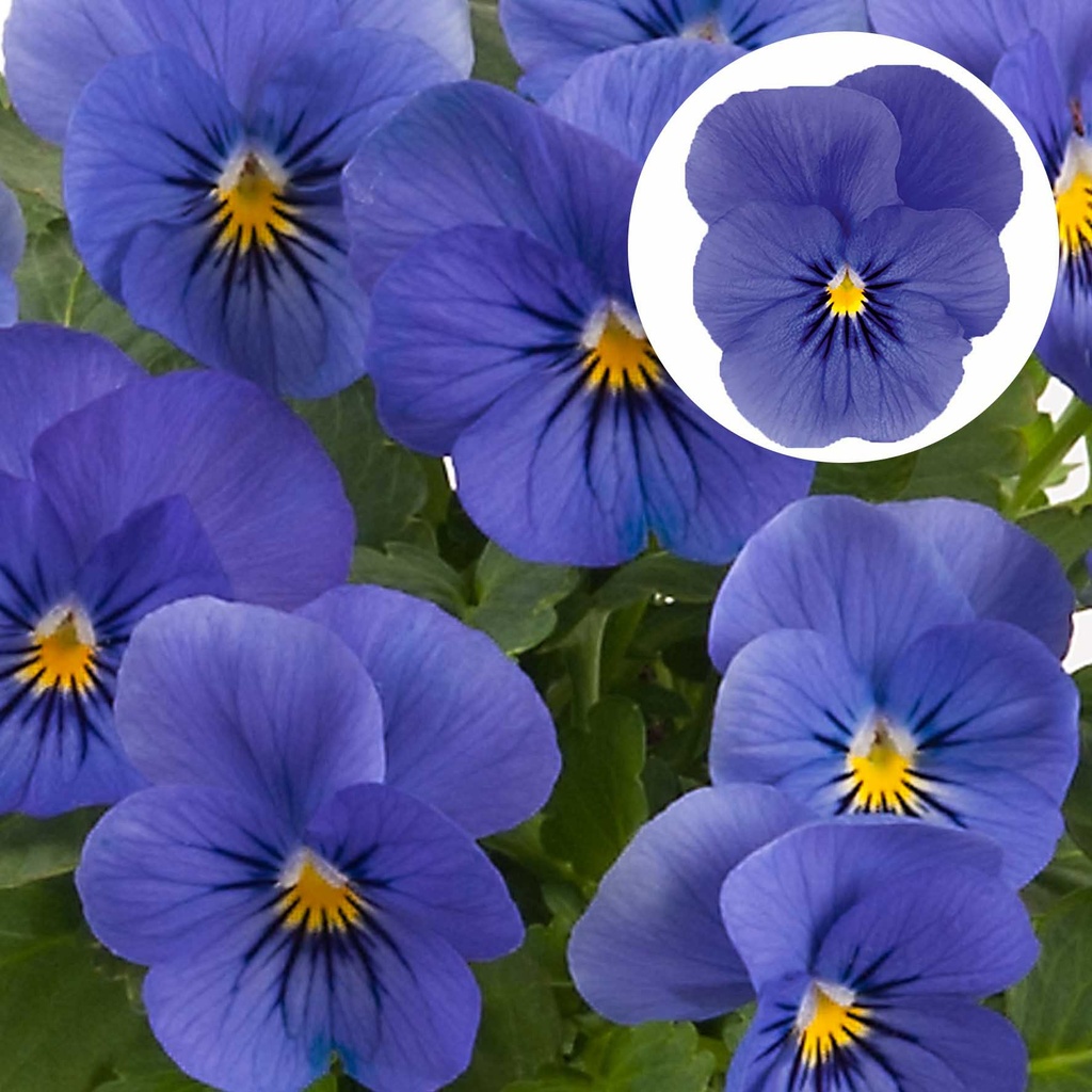 [668S2923V] Viola P9 kleinbloemig True Blue