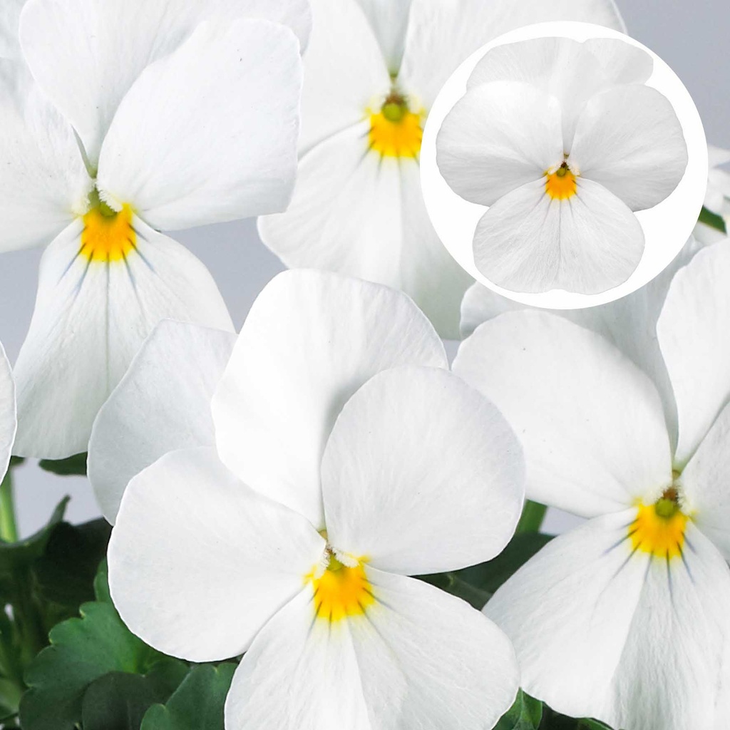 [668S977V] Viola P9 kleinbloemig White