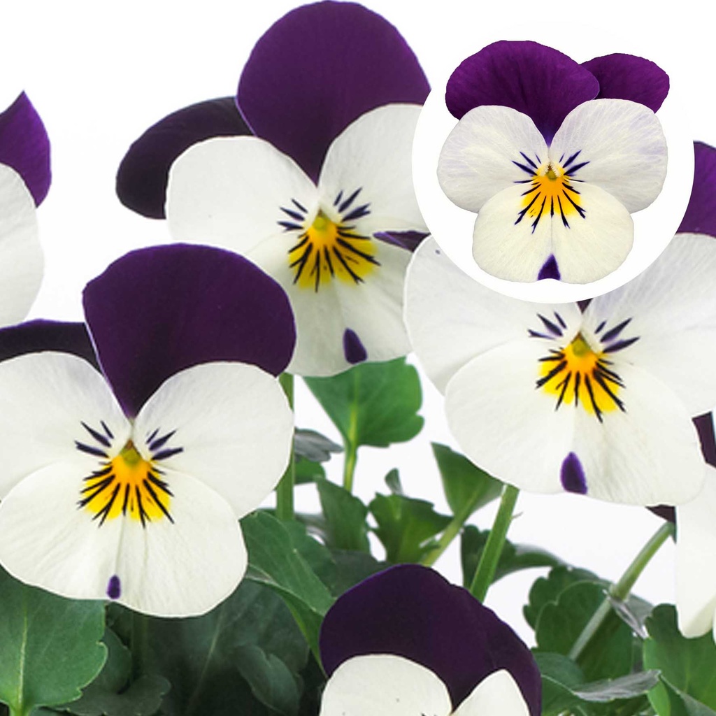 [668S1809V] Viola P9 kleinbloemig White purple jump up