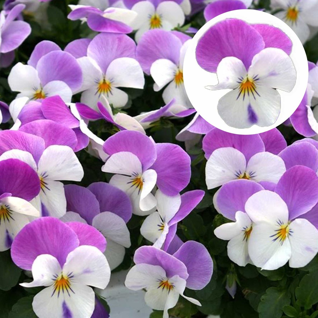 [668S979V] Viola P9 kleinbloemig White with Rose wing
