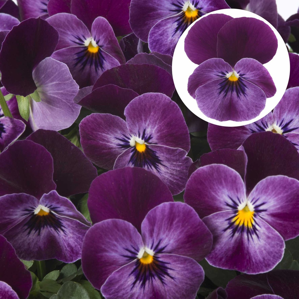 [668S2361V] Viola P9 kleinbloemig Wine red  with face