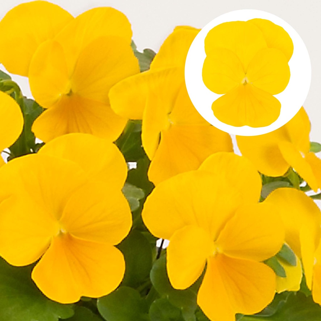 [668S980V] Viola P9 kleinbloemig Yellow