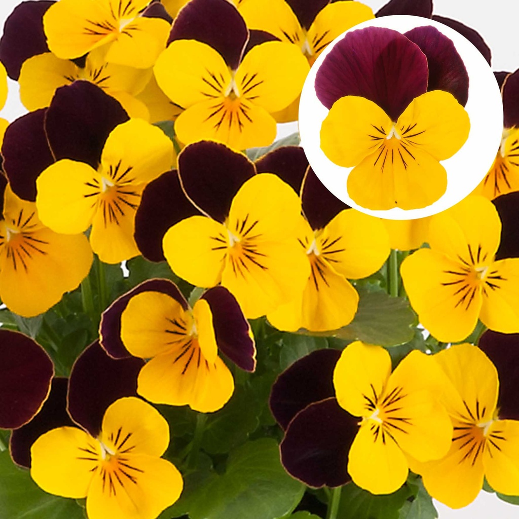 [668S2303V] Viola P9 kleinbloemig Yellow Burgundy Jump Up