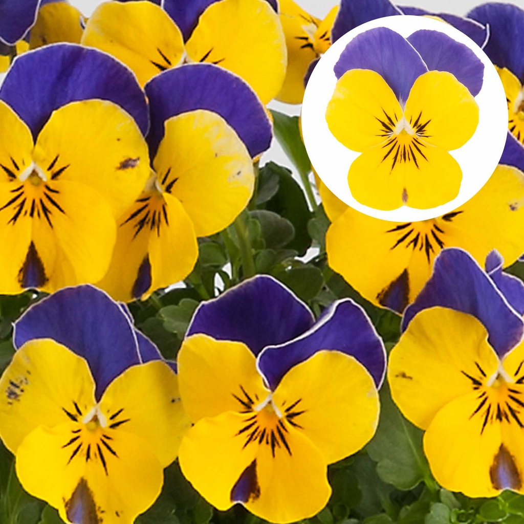 [668S1907V] Viola P9 kleinbloemig Yellow bleu jump up