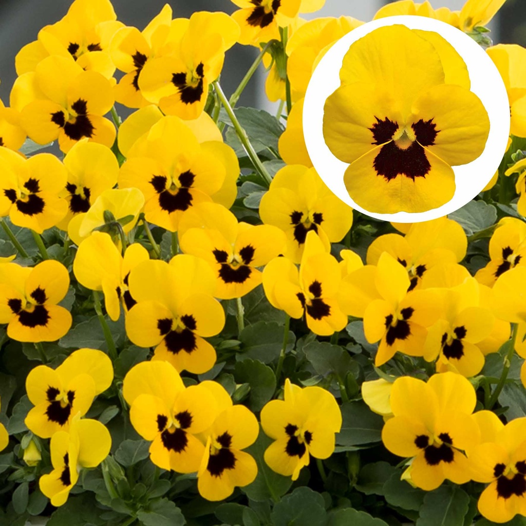 [668S982V] Viola P9 kleinbloemig Yellow blotch