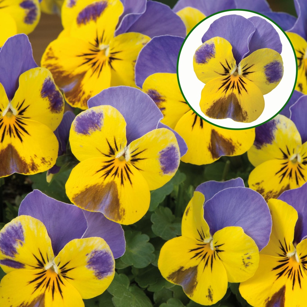 [668S2908V] Viola P9 kleinbloemig Yellow blue wing