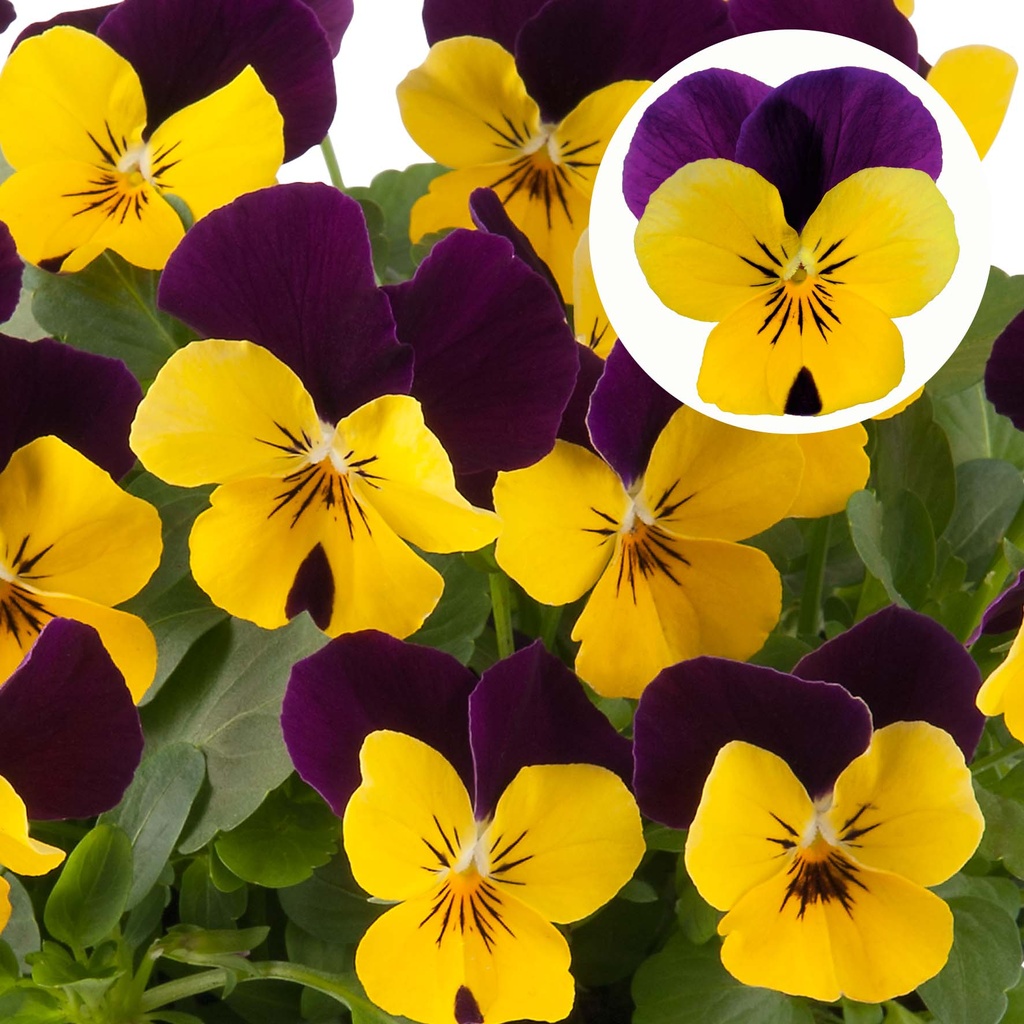 [668S1909V] Viola P9 kleinbloemig Yellow purple jump up