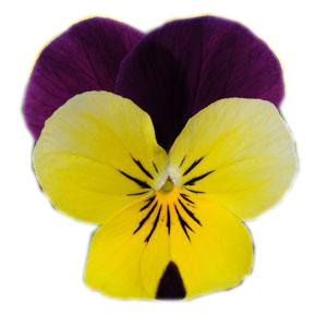 [668S1655V] Viola P9 kleinbloemig Yellow purple wing