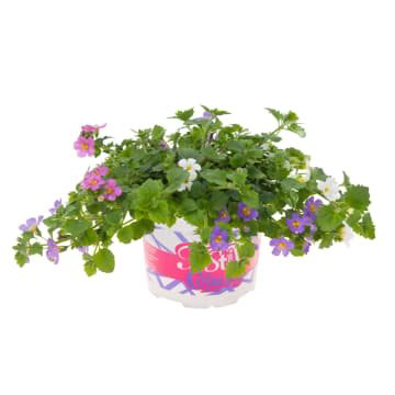 [1267S2773V] Festival Colours Bacopa P12 Mixpot