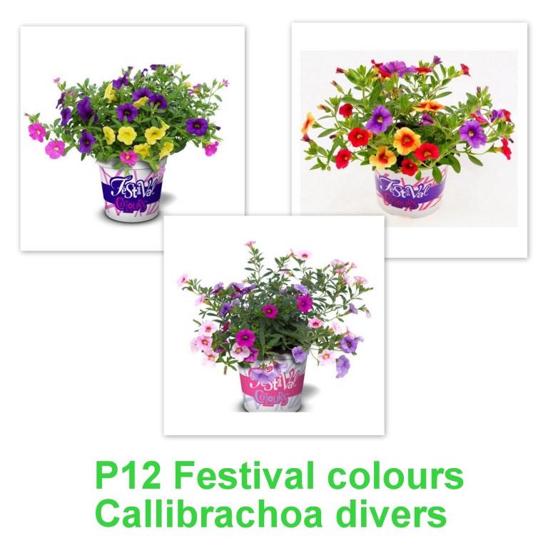 [848S1758V] Festival Colours Calibrachoa mixpot P12 Divers