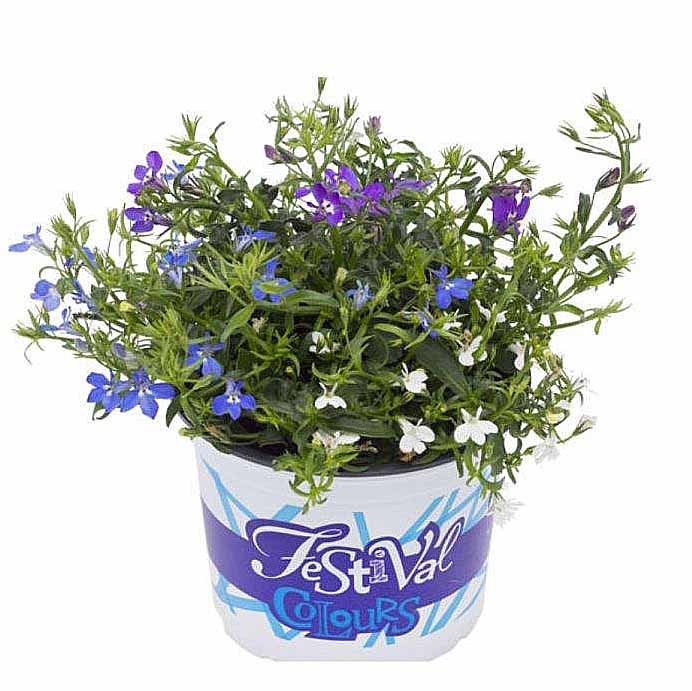 [1266S2009V] Festival Colours Lobelia P12 Mixpot P12