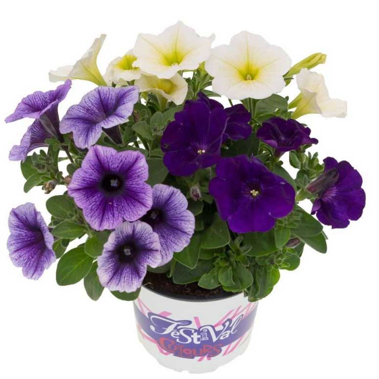 [1574S2968V] Festival Colours Petunia P12 Divers