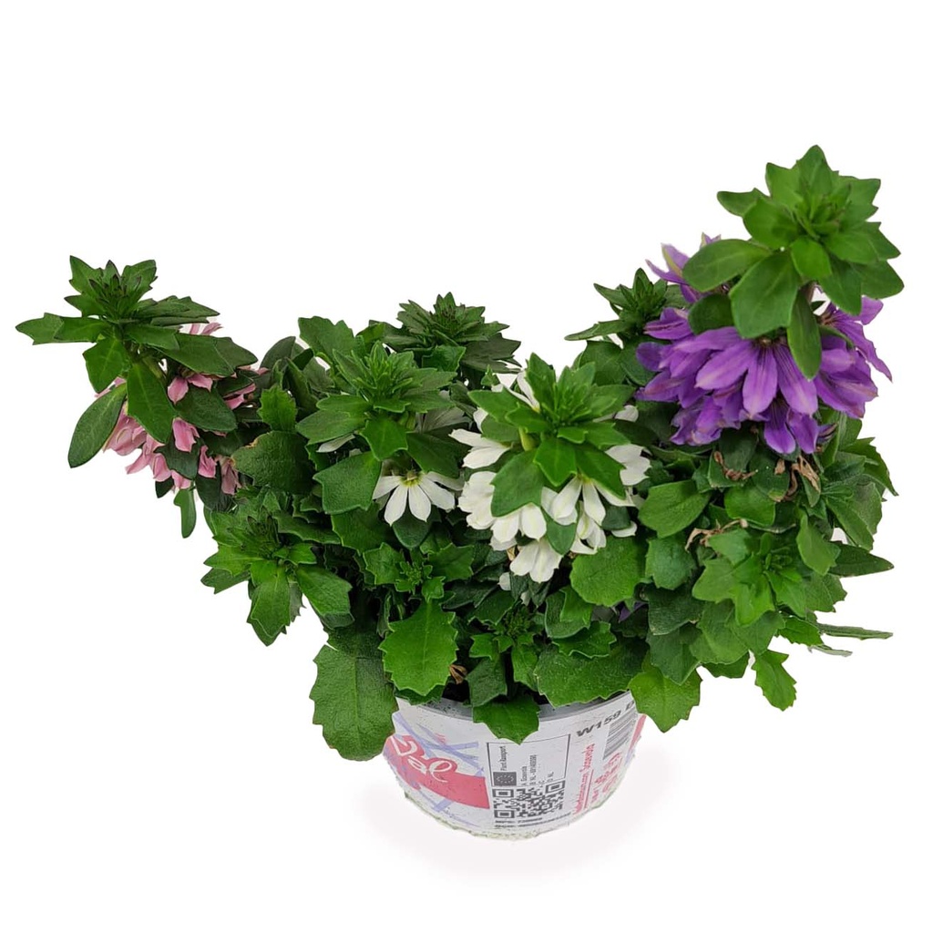 [1575S2967V] Festival Colours Scaevola P12 Mix