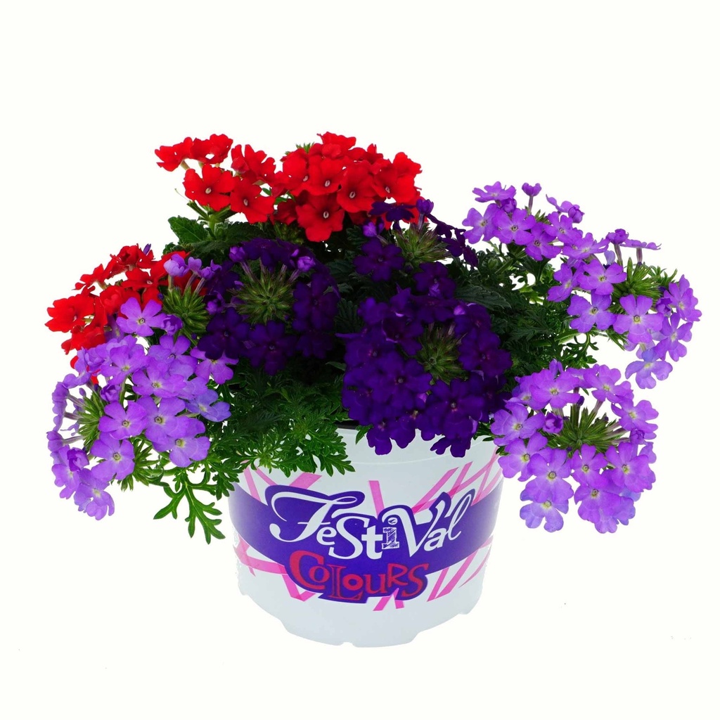 [849S2289V] Festival Colours Verbena P12 Divers