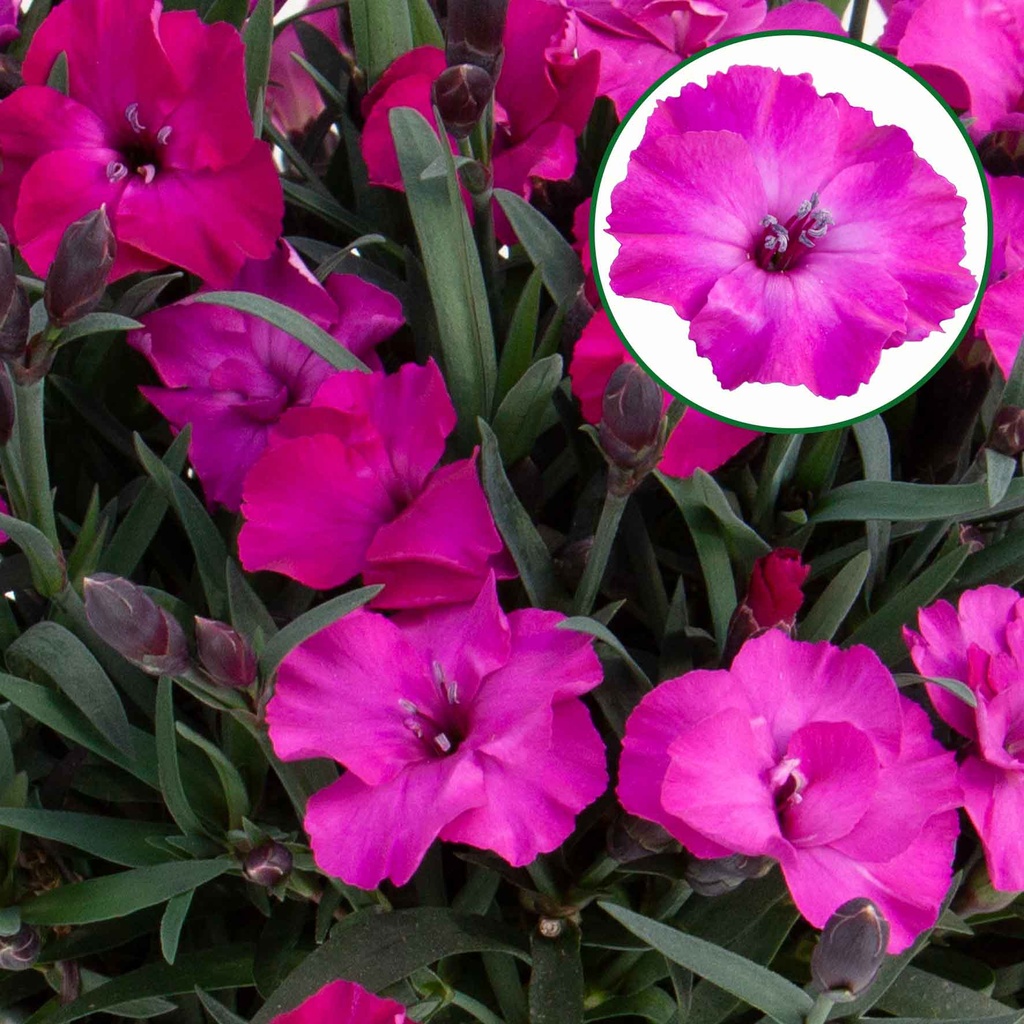 [1528S2655V] Dianthus P10.5 Scully Kleurtonend