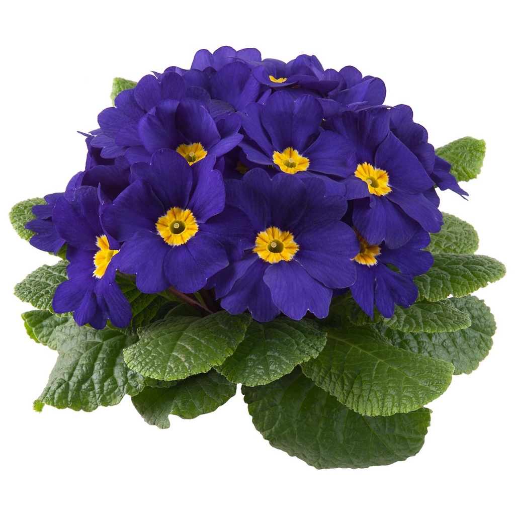 [650S879V] Primula P10.5 Kleurtonend Blue