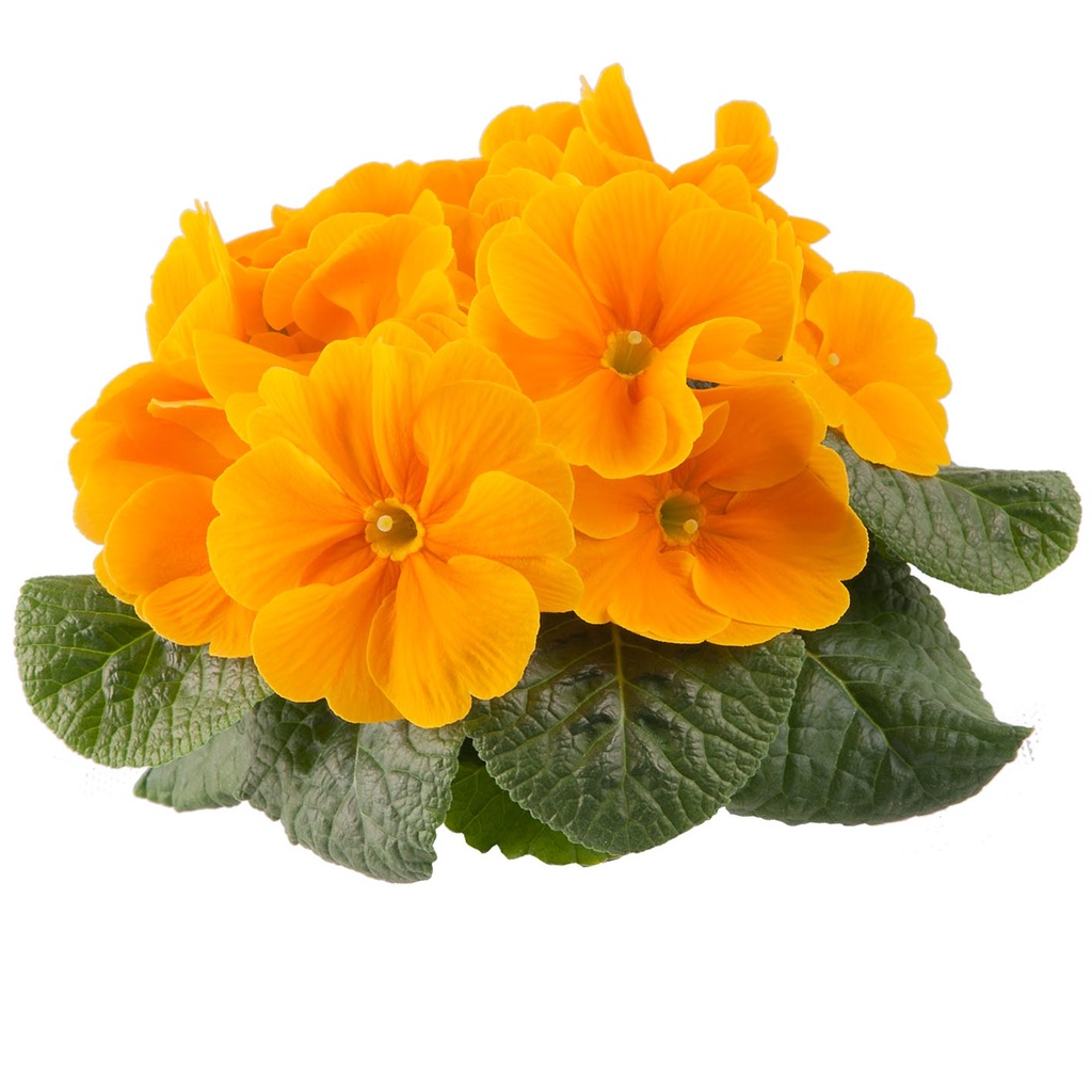 [650S1646V] Primula P10.5 Kleurtonend Orange