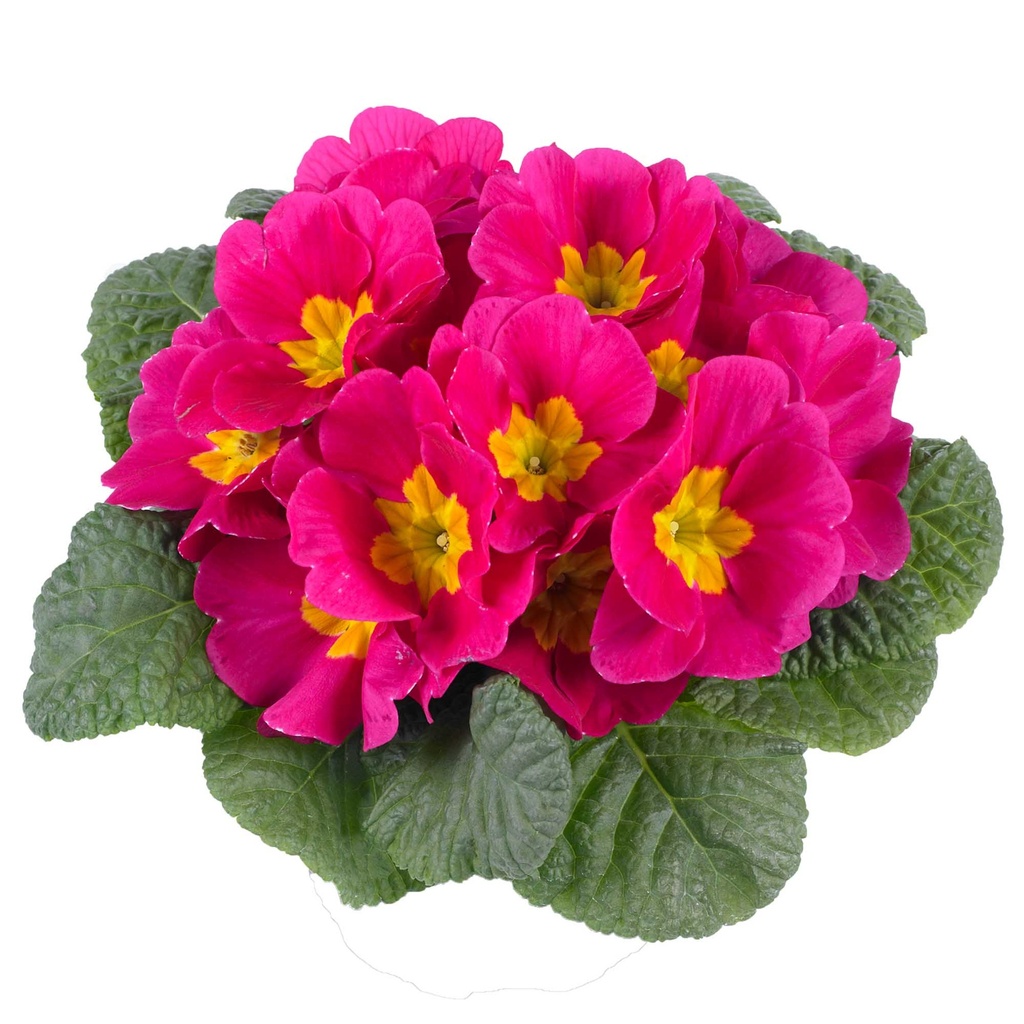 [650S2924V] Primula P10.5 Kleurtonend Pink