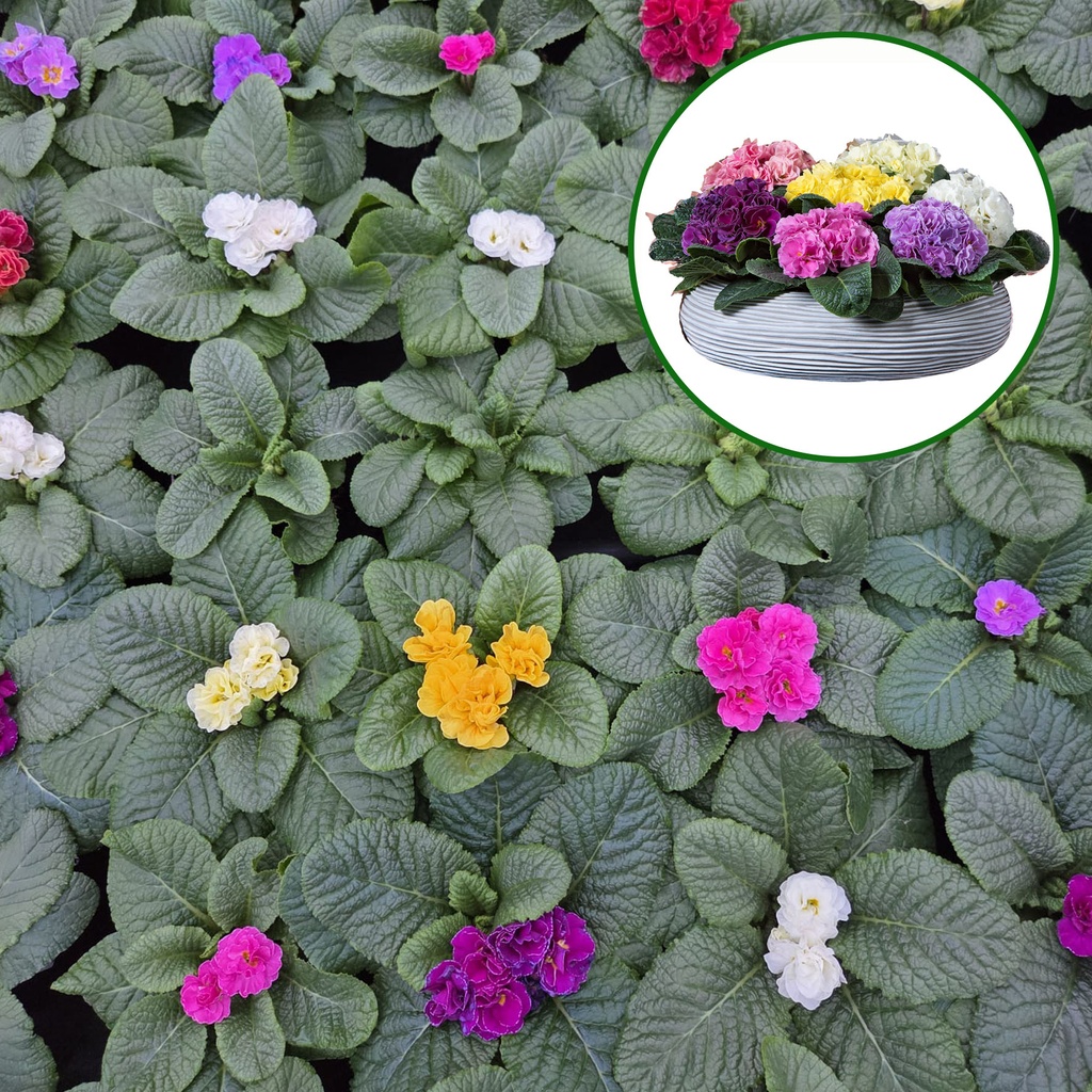 [650S3219V] Primula P10.5 Kleurtonend PomPom mix