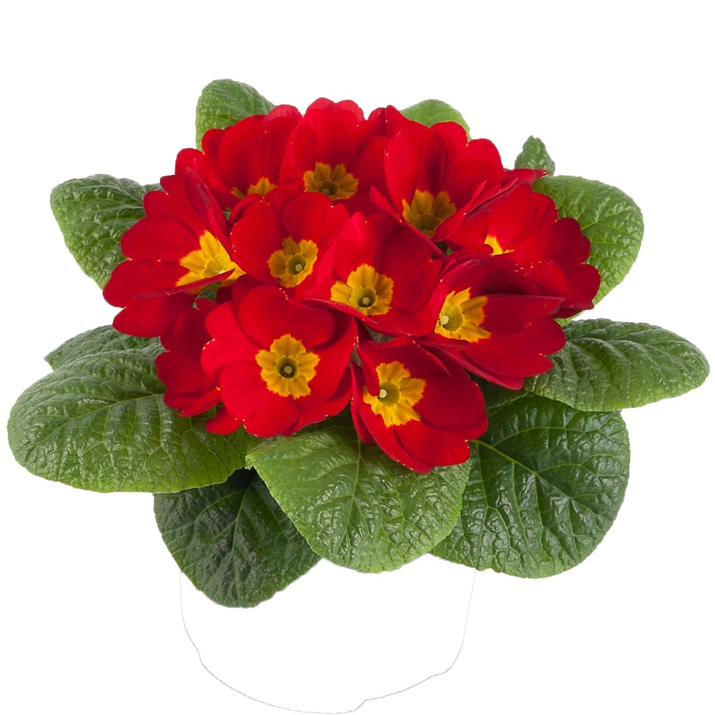 [650S881V] Primula P10.5 Kleurtonend Red