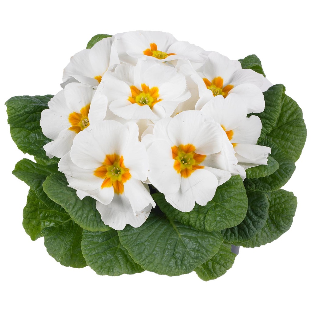[650S883V] Primula P10.5 Kleurtonend White