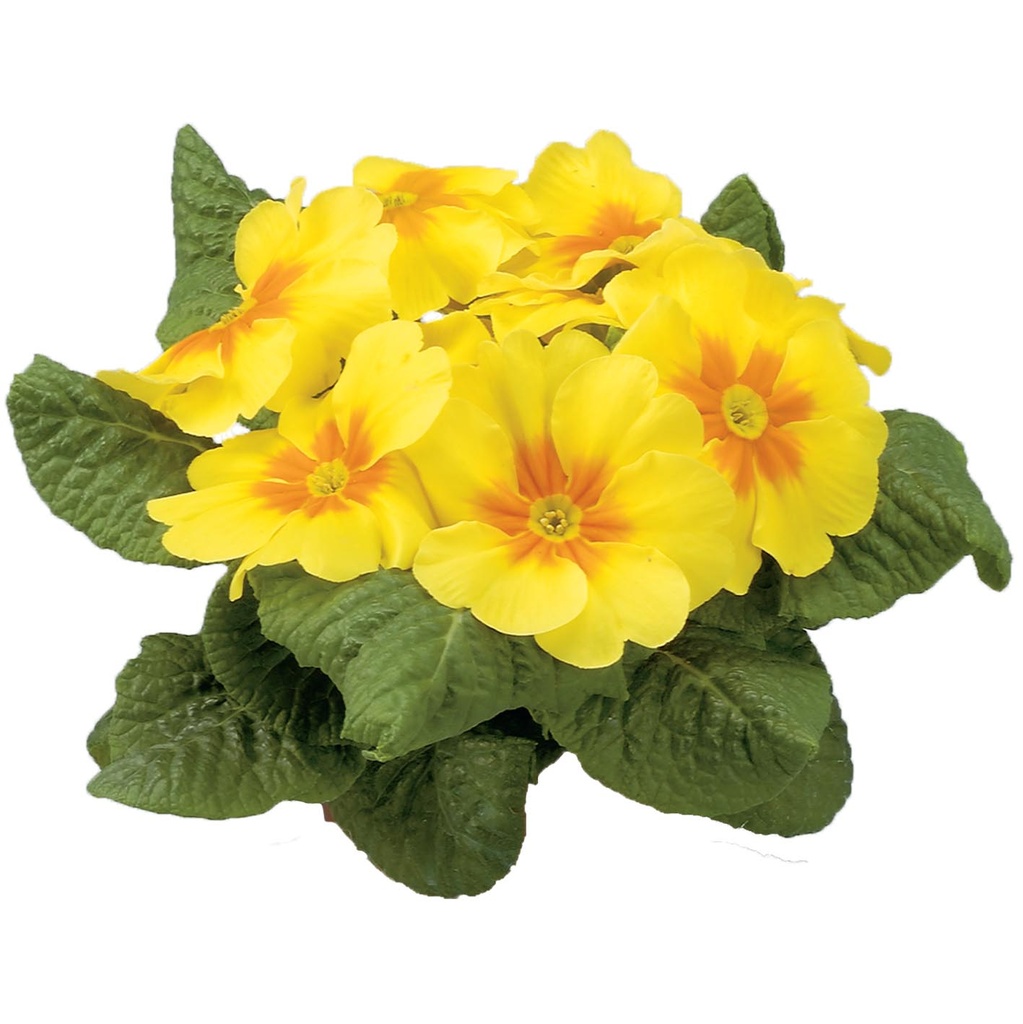 [650S884V] Primula P10.5 Kleurtonend Yellow