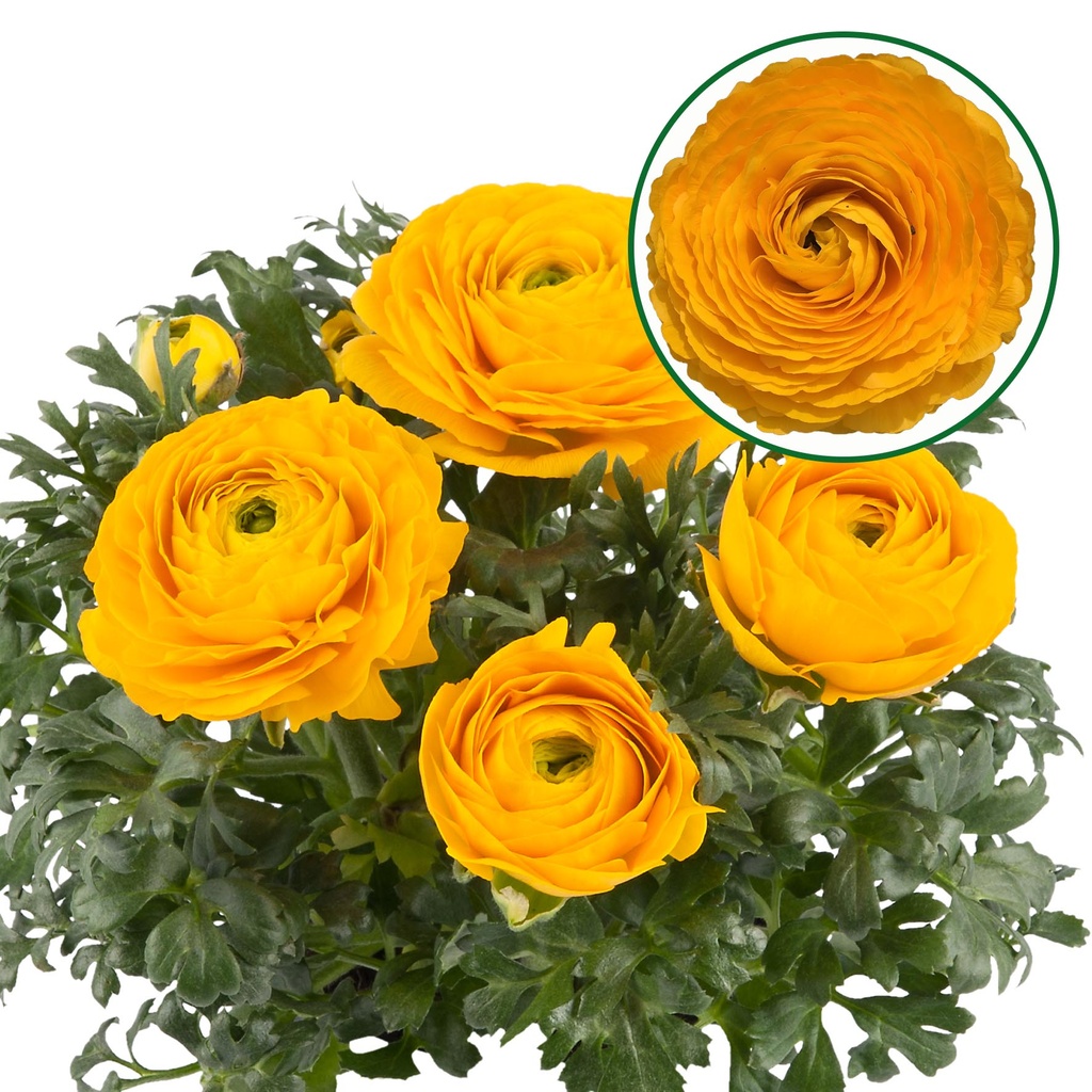 [1169S1644V] Ranonkel P12 Aanbieding Golden Yellow