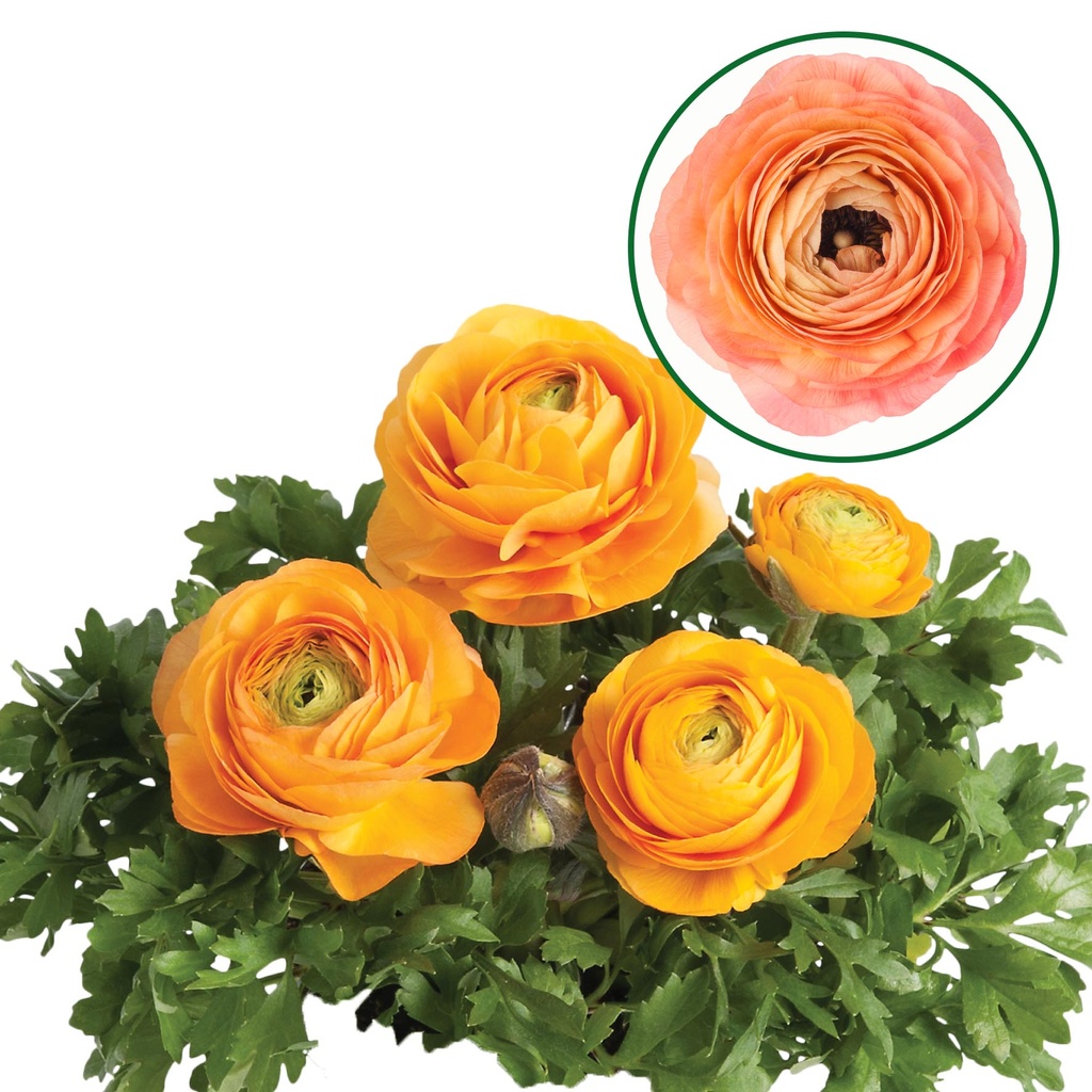 [1169S3106V] Ranonkel P12 Aanbieding Orange Apricote