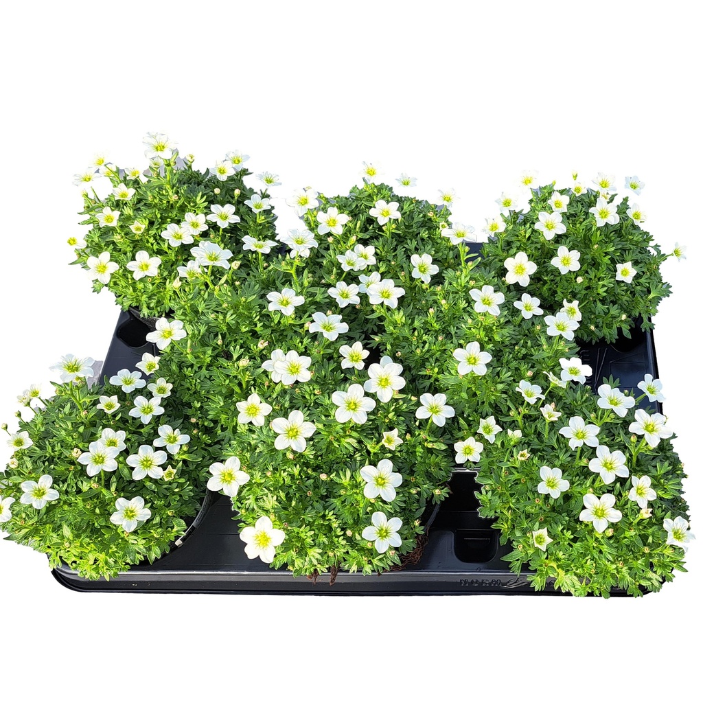 [1489S2554V] Saxifraga P10.5 Pearl White