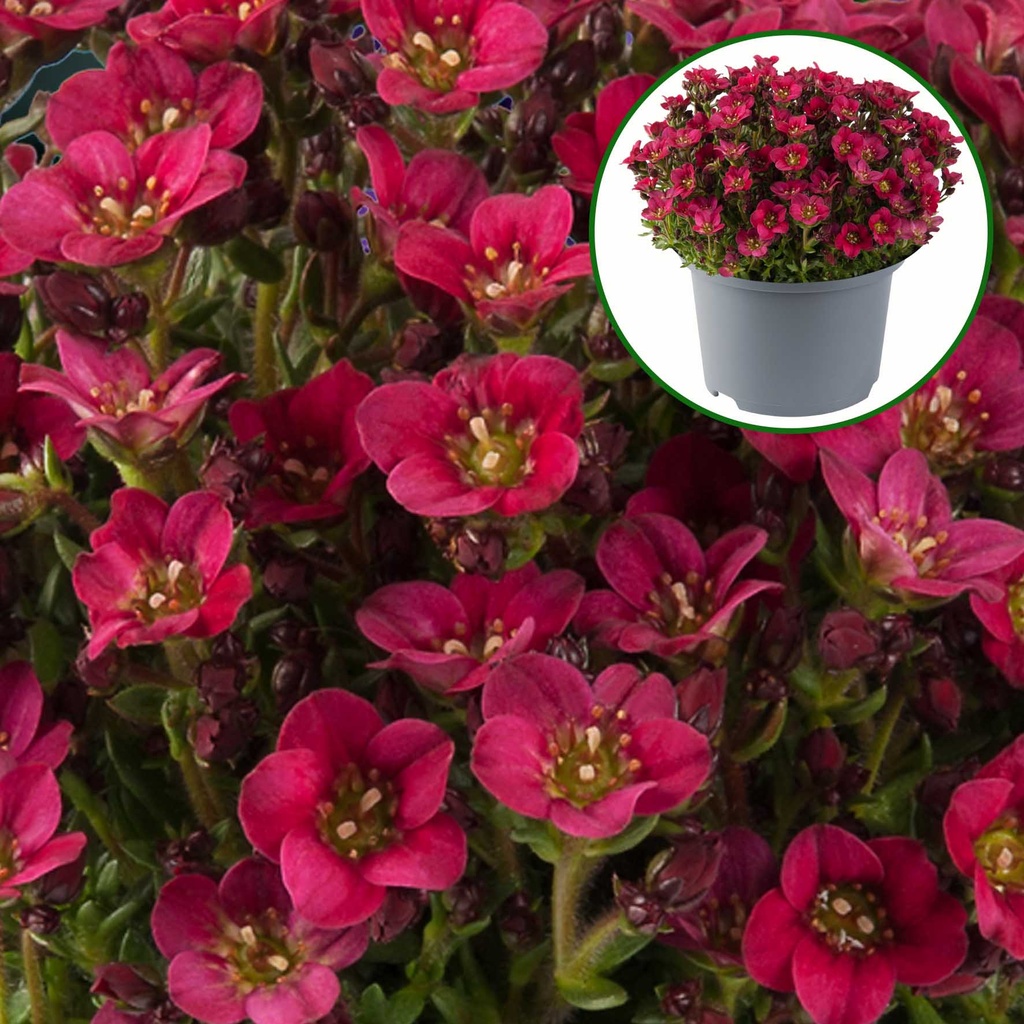 [1489S2983V] Saxifraga P10.5 Red