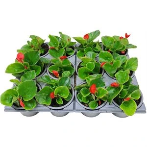 Begonia P9